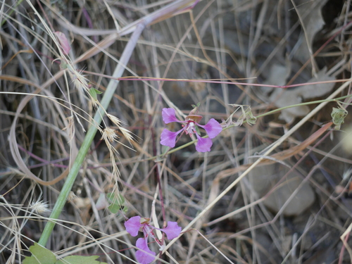 iNaturalist observation photo of Elegant Clarkia