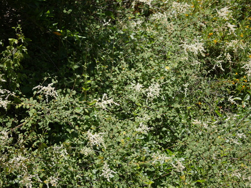 iNaturalist observation photo of Ocean spray
