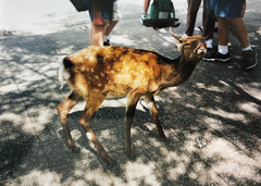 Cervus nippon