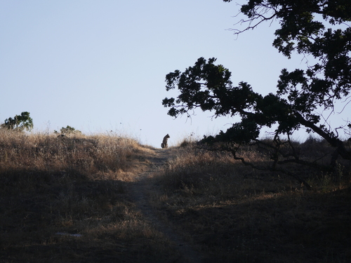 iNaturalist observation photo of Bobcat
