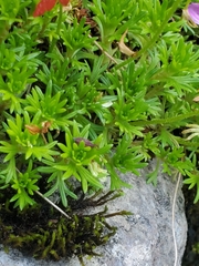 Saxifraga hariotii, photograph (c) marius, some rights reserved (CC BY)