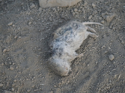 iNaturalist observation photo of California Vole