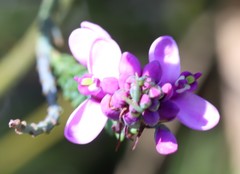 Comesperma virgatum