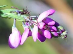 Comesperma virgatum