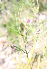 Comesperma virgatum