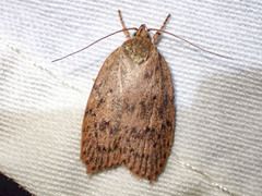 Garrha repandula
