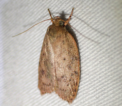 Garrha repandula