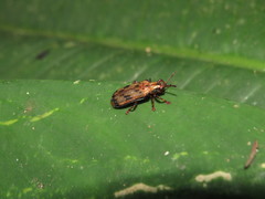 Acentroptera