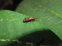 Acentroptera