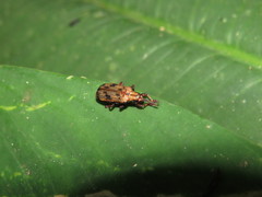 Acentroptera