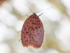 Garrha repandula