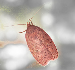 Garrha repandula