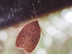 Garrha repandula
