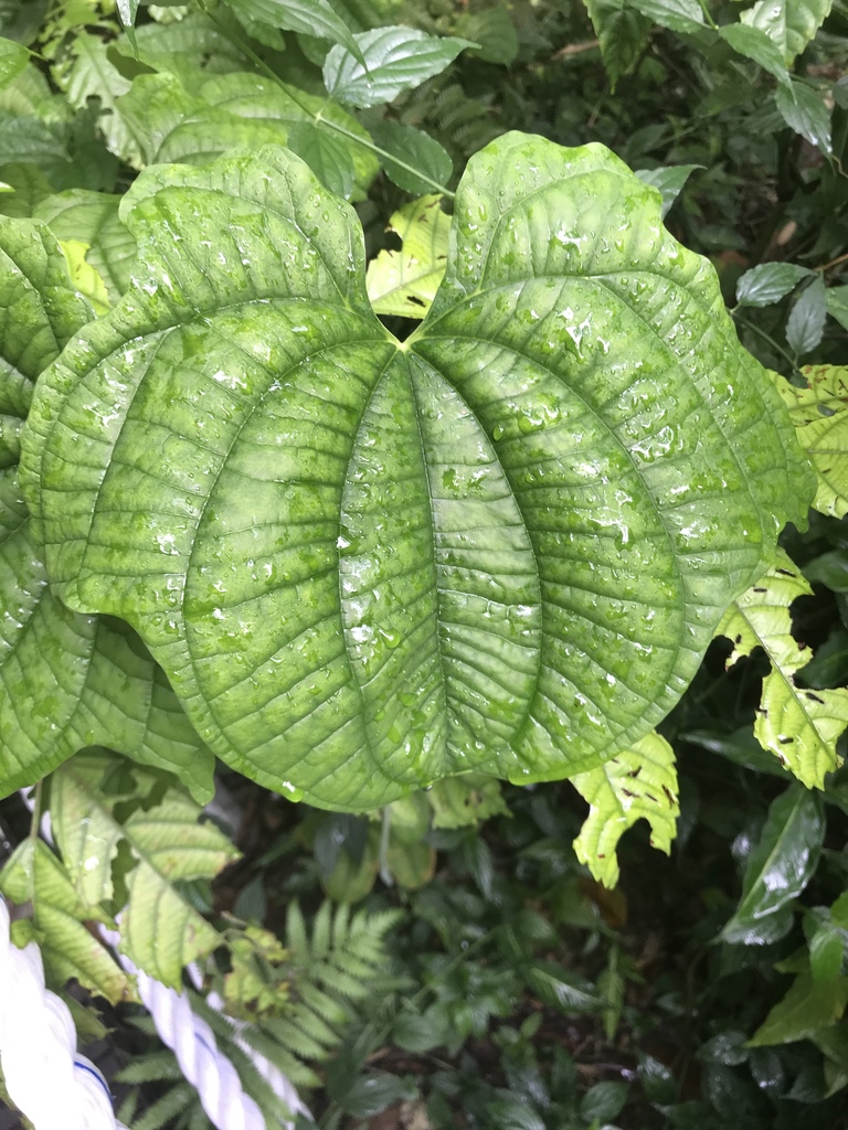 Dioscorea sansibarensis