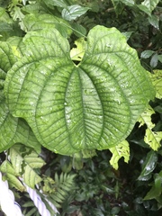 Dioscorea sansibarensis