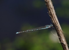 Austrolestes aridus
