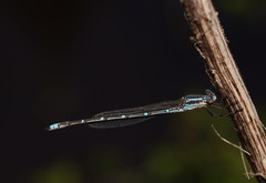 Austrolestes aridus