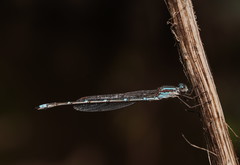 Austrolestes aridus