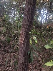 Grevillea parallela
