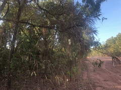 Grevillea parallela