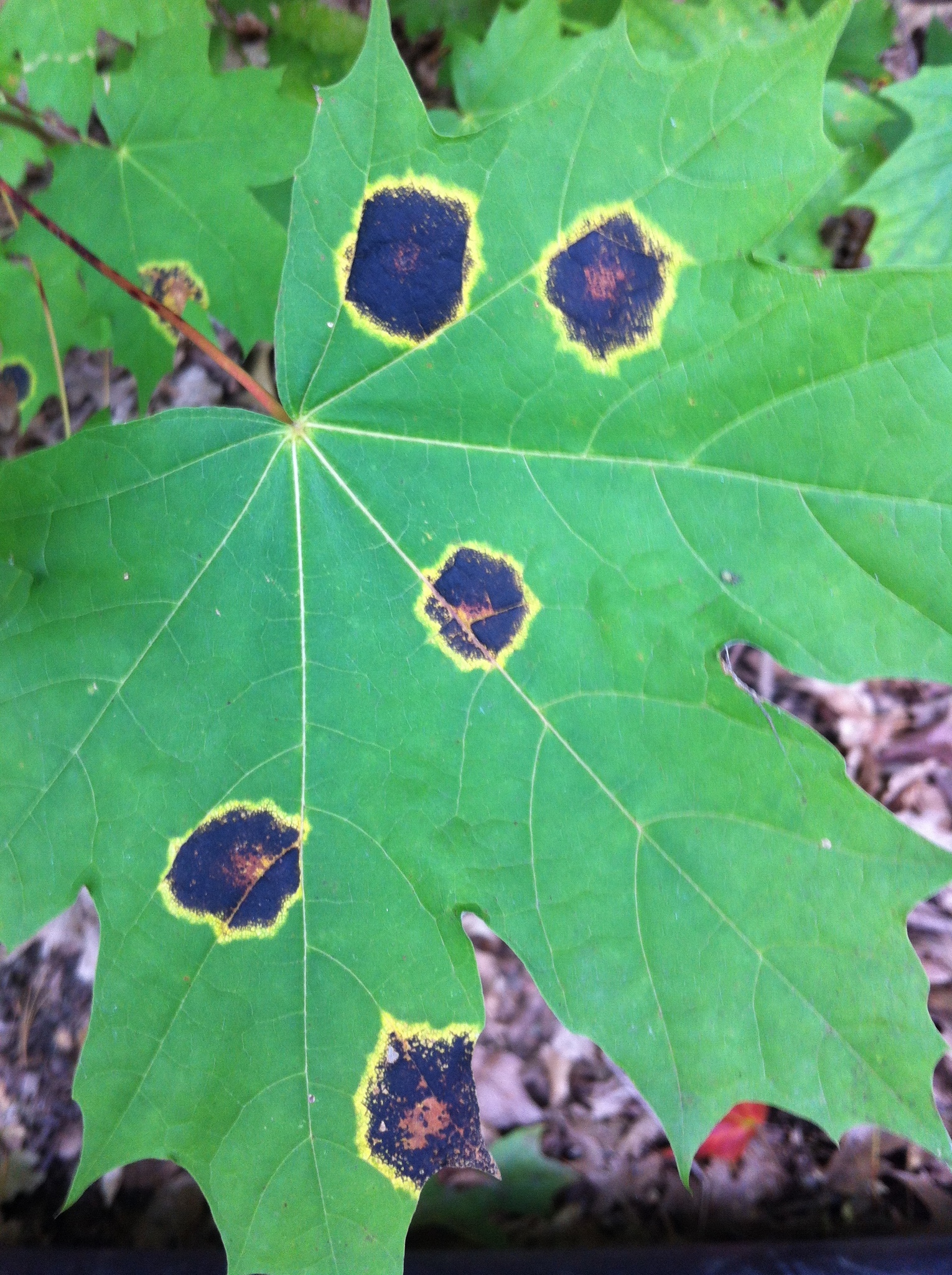 Rhytisma image