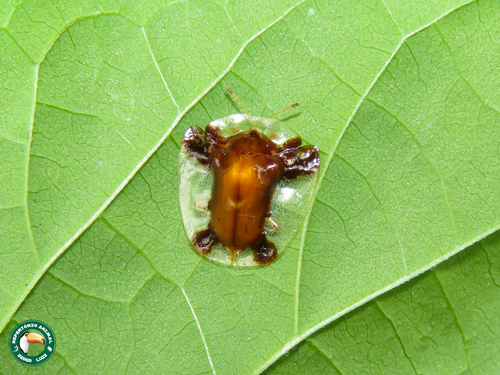 Syngambria andreae