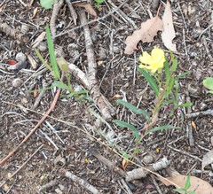 Hibbertia cunninghamii