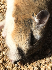 Dipodomys heermanni