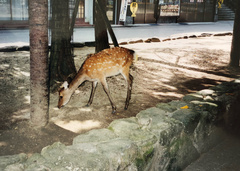 Cervus nippon