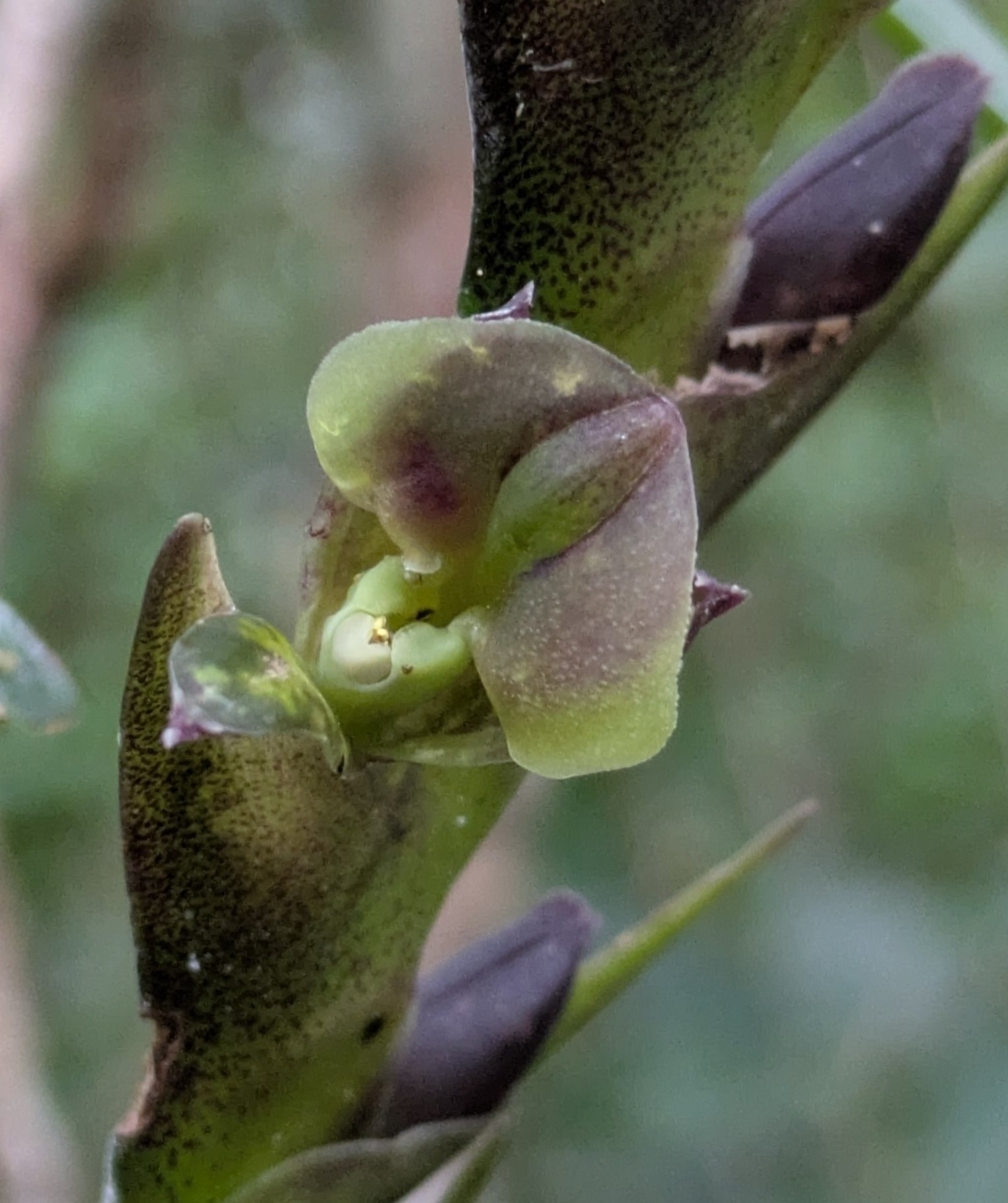 Epidendrum summerhayesii Hágsater