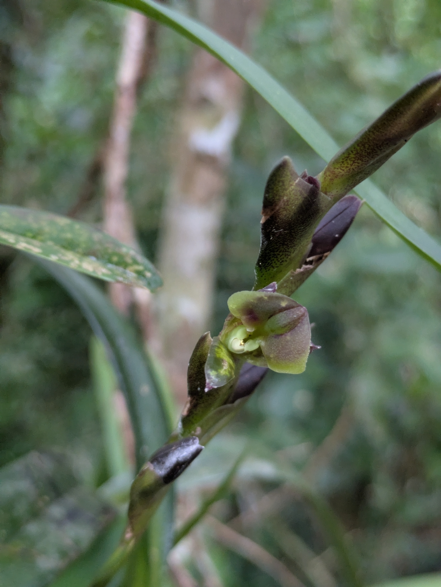 Epidendrum summerhayesii Hágsater 2