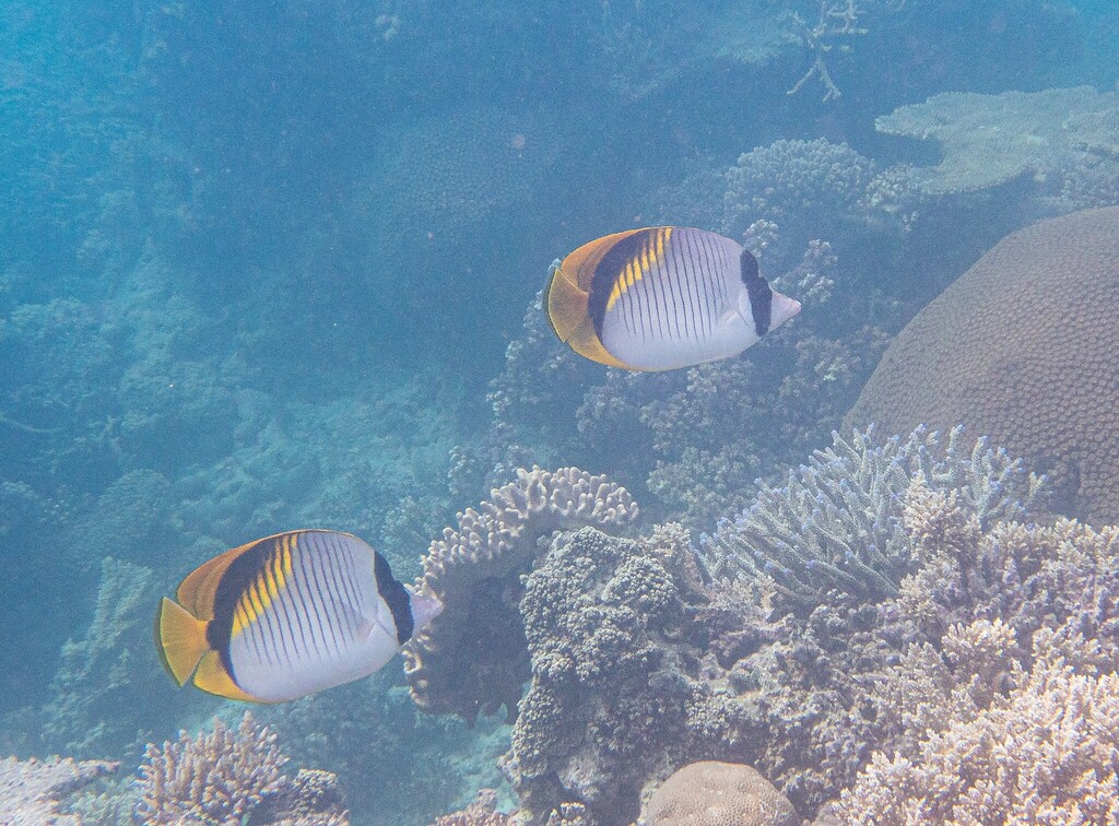 Lined butterflyfish