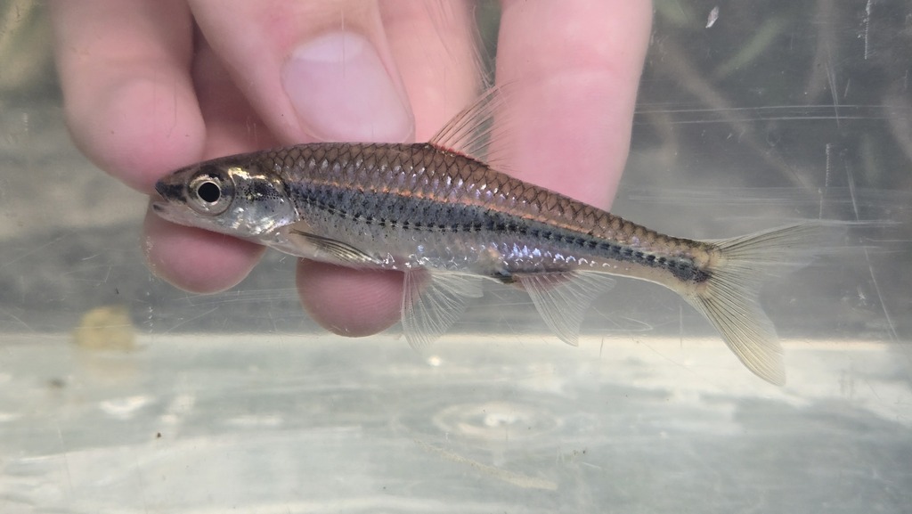 Bigeye Shiner (Kentucky Freshwater Species) · iNaturalist