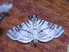 Conchylodes concinnalis