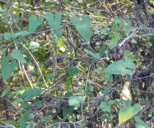 Merremia gemella, photograph 6