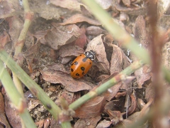Hippodamia sinuata crotchi