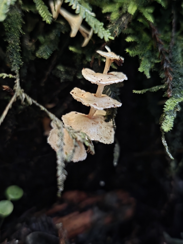 Podoserpula pusio