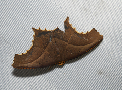 Eutomopepla rogenhoferi