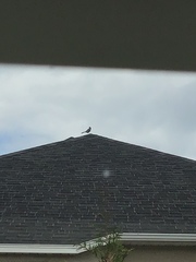 Aphelocoma woodhouseii