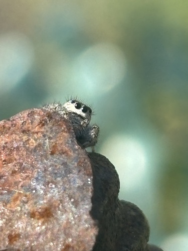 Bronze Jumping Spider