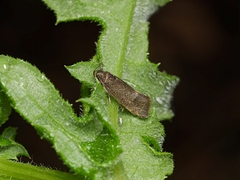 Leistomorpha brontoscopa