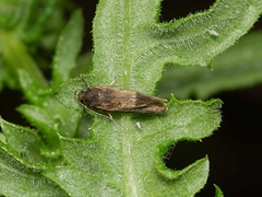 Leistomorpha brontoscopa