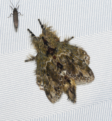 Euglyphis submarginalis