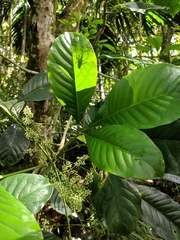 Melicope semecarpifolia