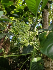 Melicope semecarpifolia