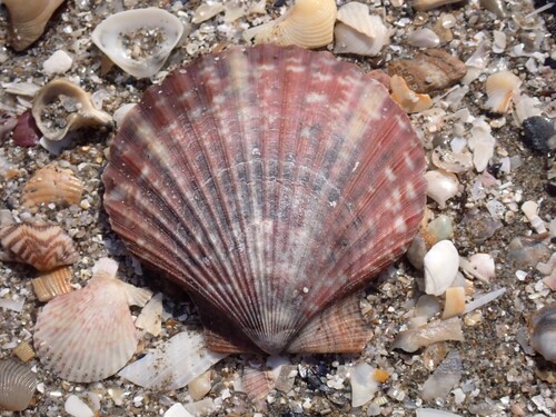 Queen scallop