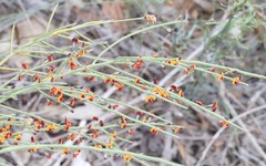Daviesia divaricata