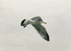 Larus crassirostris