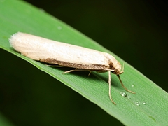Philobota hypocausta