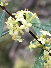 Pimelea axiflora